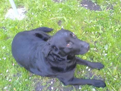 Labrador retriever Tulle (DØD) :-( billede 5