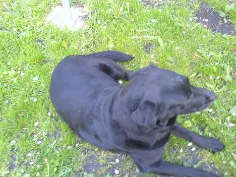 Labrador retriever Tulle (DØD) :-( billede 6