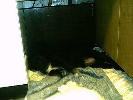 Labrador retriever Line billede 18