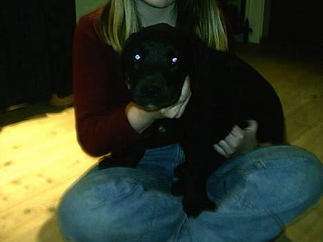 Labrador retriever Line billede 19