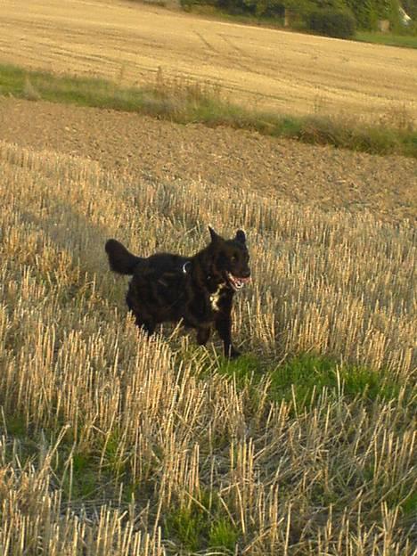 Labrador retriever Line billede 20