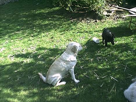 Labrador retriever Bella - line hva har du nu lavet!!?<33 billede 8