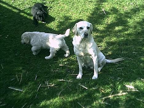 Labrador retriever Bella - se jeg holder skøndheden billede 9