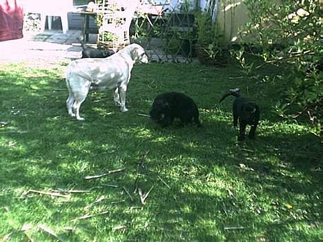 Labrador retriever Bella - hva har igang i ? line  billede 10