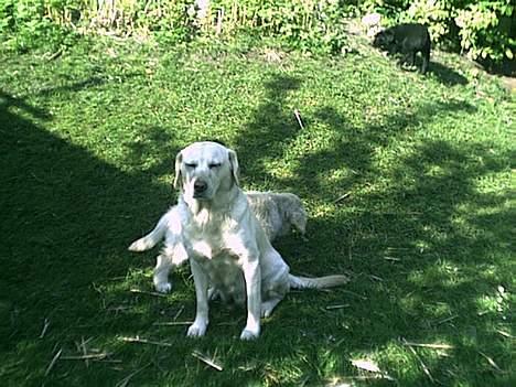 Labrador retriever Bella - dejligt 2 minutters stilhed billede 11