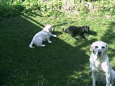 Labrador retriever Bella - nogle gange bliver man træt af at være mor !i billede 12