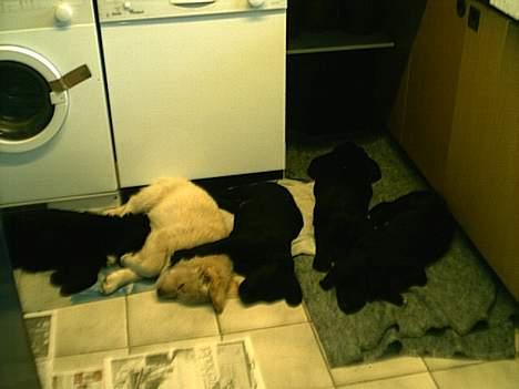 Labrador retriever Bella - stille nu sover de endelig miin dejlige små hvalpe<33 billede 13