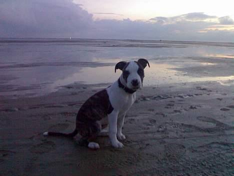 Amerikansk staffordshire terrier LunA - Uha solnedgang, så må jeg hellere sidde pænt så de kan få et godt billede af mig! billede 2