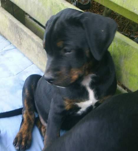 Blanding af racer Amweiler Fix *26-5* billede 15