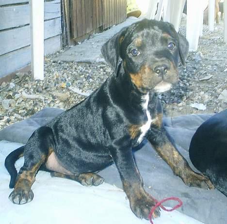 Blanding af racer Amweiler Fix *26-5* billede 16