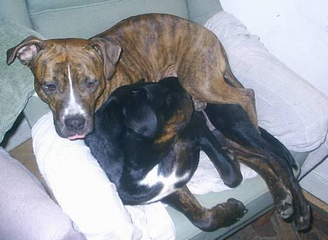 Blanding af racer Amweiler Fix *26-5* billede 17