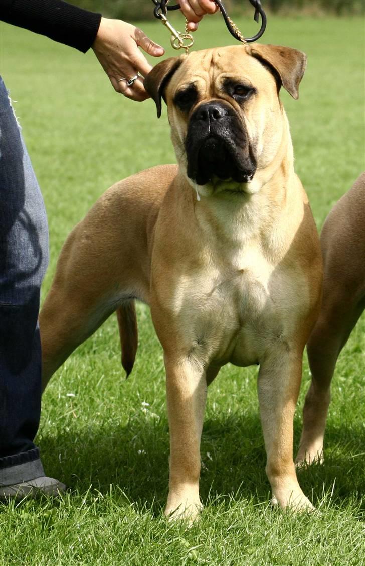 Bullmastiff Bertha - Lækker,lækker..(lima-foto) billede 10