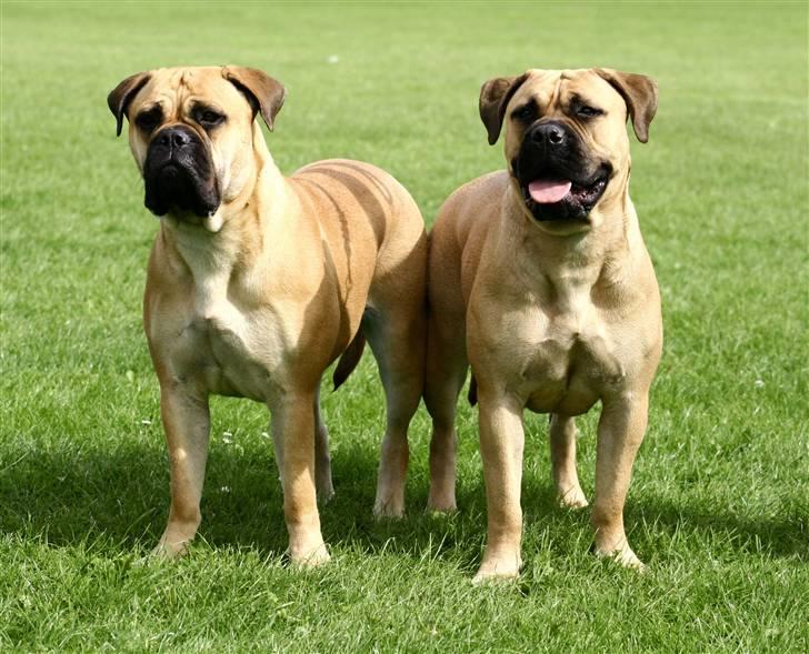 Bullmastiff Bertha - Bertha og hendes lækre kusine Bonnie..(lima-foto) billede 11