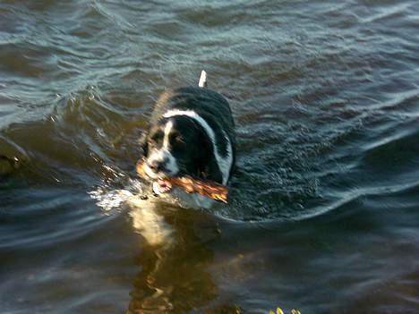 Engelsk springer spaniel Hansen *engel* - Hans i Havet billede 15