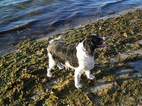 Engelsk springer spaniel Hansen *engel* - Kast nu bare den pind.. billede 16