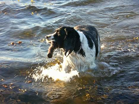 Engelsk springer spaniel Hansen *engel* - Nu har livredder-hans bjærget pinden i land... billede 17