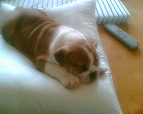 Engelsk bulldog Jimbo billede 6