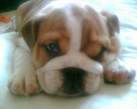 Engelsk bulldog Jimbo billede 7