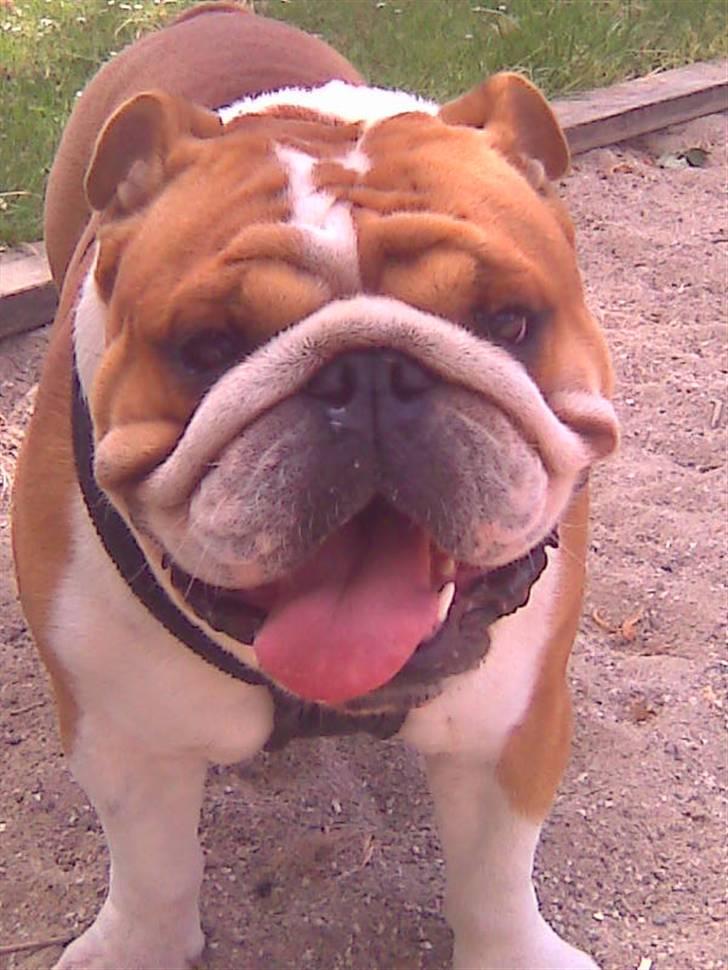 Engelsk bulldog Jimbo billede 8