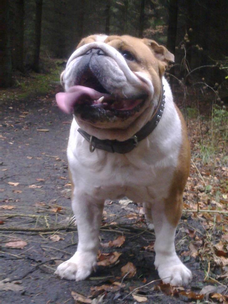 Engelsk bulldog Jimbo billede 9