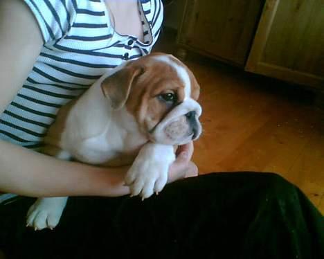 Engelsk bulldog Jimbo billede 10