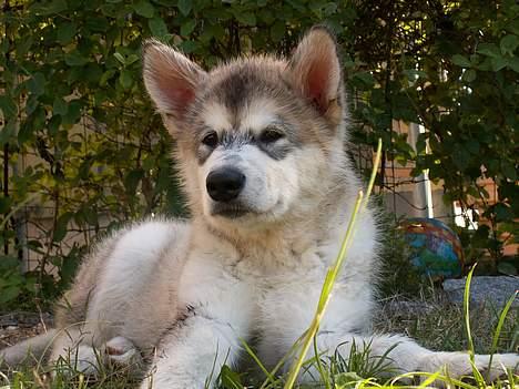 Alaskan malamute Lakhota - Er det Max jeg kan høre på den anden side af hegnet (cocker spaniel) Han har bidt mig i øret .piv piv billede 1