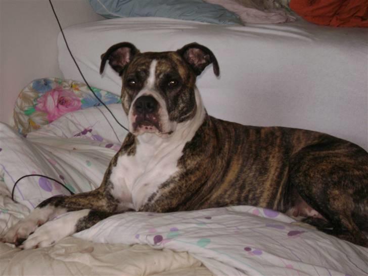 Amerikansk staffordshire terrier xena billede 1