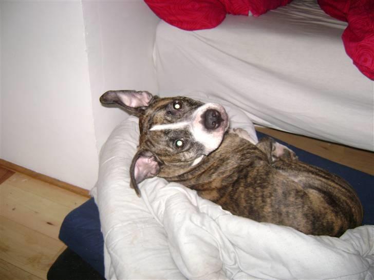 Amerikansk staffordshire terrier xena billede 2