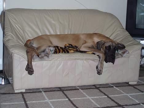 Grand danois Ozzy - Eeelsker min nye sofa billede 19