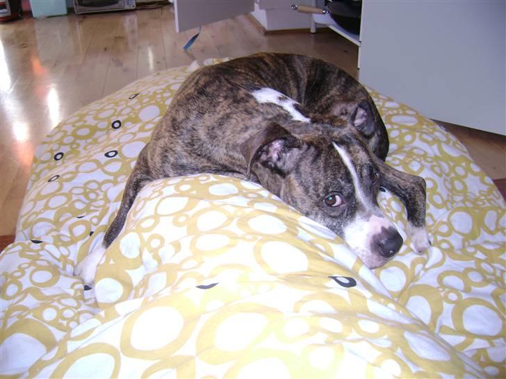 Amerikansk staffordshire terrier xena billede 3