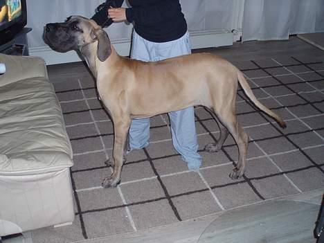 Grand danois Ozzy - Jeg er blevet rigtig dygtig til at stå pænt, mor er meget stolt af mig billede 20