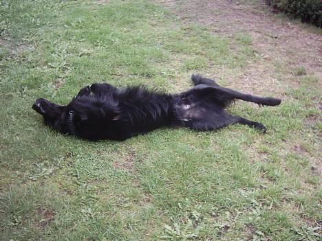 Flat coated retriever Snoppi billede 11