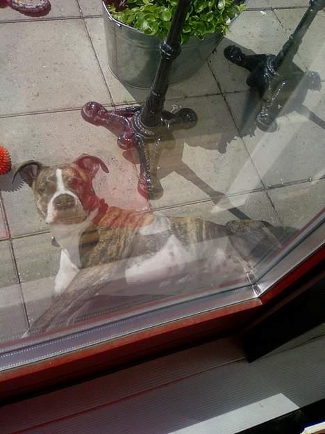 Amerikansk staffordshire terrier xena billede 4