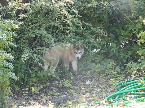 Alaskan malamute Lakhota - Du kan ikke finde mig vel billede 2