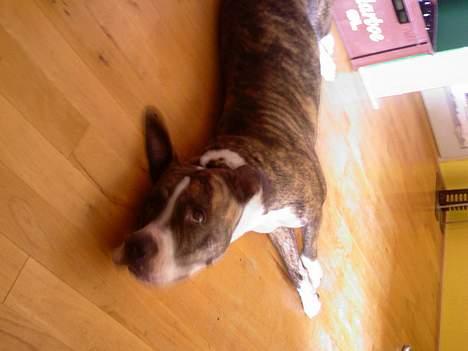 Amerikansk staffordshire terrier xena billede 5