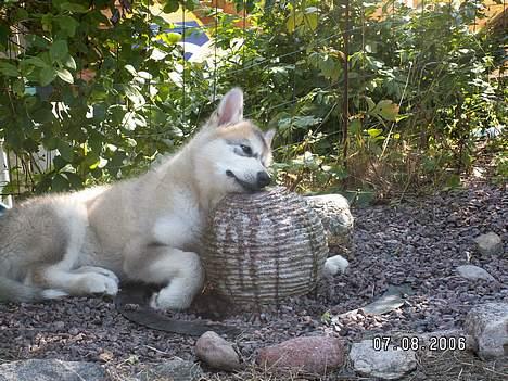 Alaskan malamute Lakhota - Ahh der kommer jo vand op her  billede 3