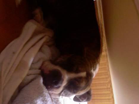 Amerikansk staffordshire terrier xena billede 6