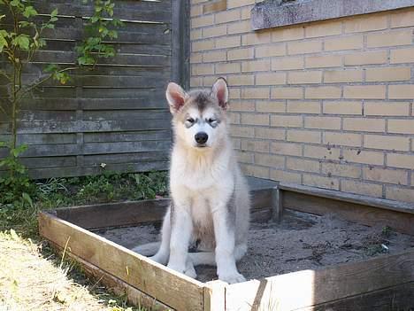 Alaskan malamute Lakhota - Lad mig da lige komme op at sidde før du tager billeder ... billede 4