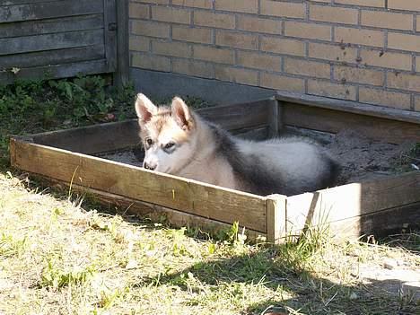 Alaskan malamute Lakhota - Hvem tager du billeder af ..??? billede 5