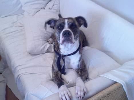 Amerikansk staffordshire terrier xena billede 7