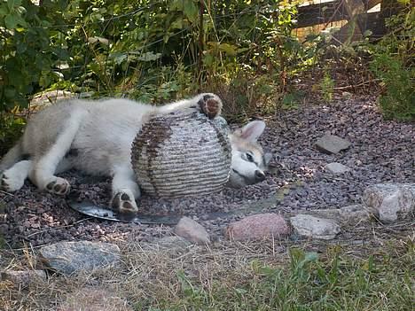 Alaskan malamute Lakhota - Åhh ja livet som malamute er hårdt billede 6
