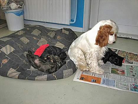 Cocker spaniel Beauty - Evig og altid skal man være barnepige!! billede 11