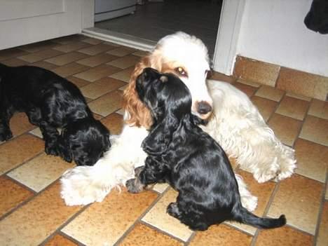 Cocker spaniel Beauty - Beauty... Vi fik ingen godbid i dag... er det ikke tarvelig billede 12