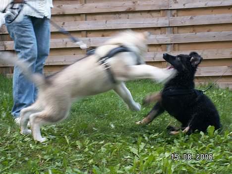 Alaskan malamute Lakhota - Min bedste ven diezel  (Schæferhvalp 3 uger yngre end mig ) billede 7