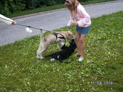 Alaskan malamute Lakhota - pas på Louise jeg kanøfler ham lige  billede 8