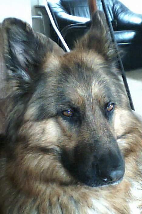 Schæferhund cassie  billede 10