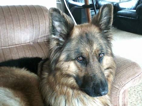 Schæferhund cassie  billede 11