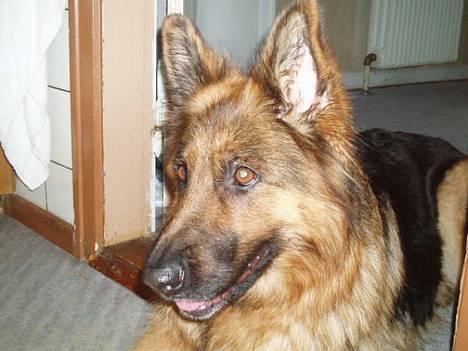 Schæferhund cassie  billede 12