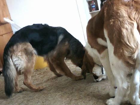 Schæferhund cassie  billede 13