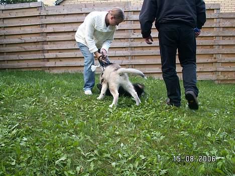 Alaskan malamute Lakhota - Yess mor vi har ham billede 9